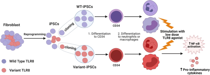 Somatic and germ‐line mosaicism in Rubinstein–Taybi syndrome - Chiang -  2009 - American Journal of Medical Genetics Part A - Wiley Online Library