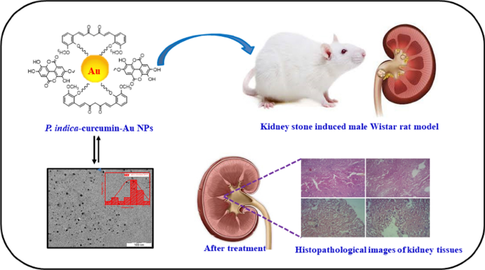 The Attenuating Effect of Curcumin-Loaded Gold Nanoparticles and Its  Combination with Pluchea indica Root Extract on Kidney Stone Induced Male  Wistar Rats | SpringerLink