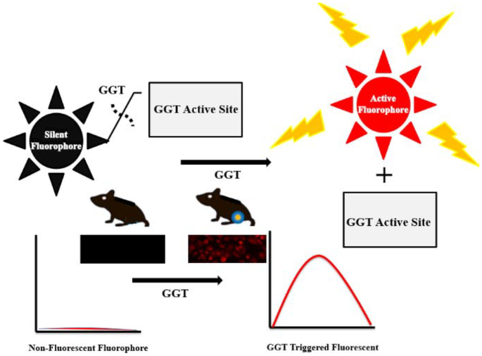 igf 1 lr3 muscle hypertrophy evidence The mighty protein: insulin-like growth factor type 1