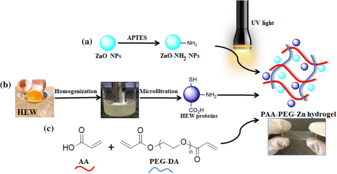 Cross-Linked Poly(acrylic acid) Hydrogel Loaded with Zinc Oxide  Nanoparticles and Egg White Proteins for Antimicrobial Application