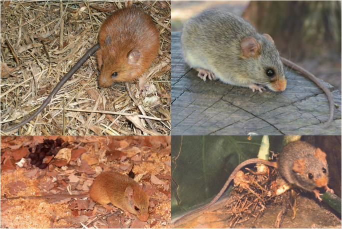 Unraveling Deep Branches of the Sigmodontinae Tree (Rodentia: Cricetidae)  in Eastern South America