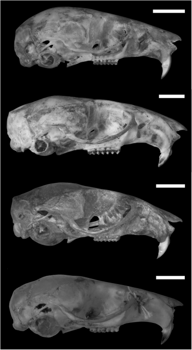 Unraveling Deep Branches of the Sigmodontinae Tree (Rodentia: Cricetidae)  in Eastern South America