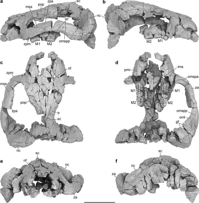 Renderings of stem therians in ventral view. a, b Höövör petrosal