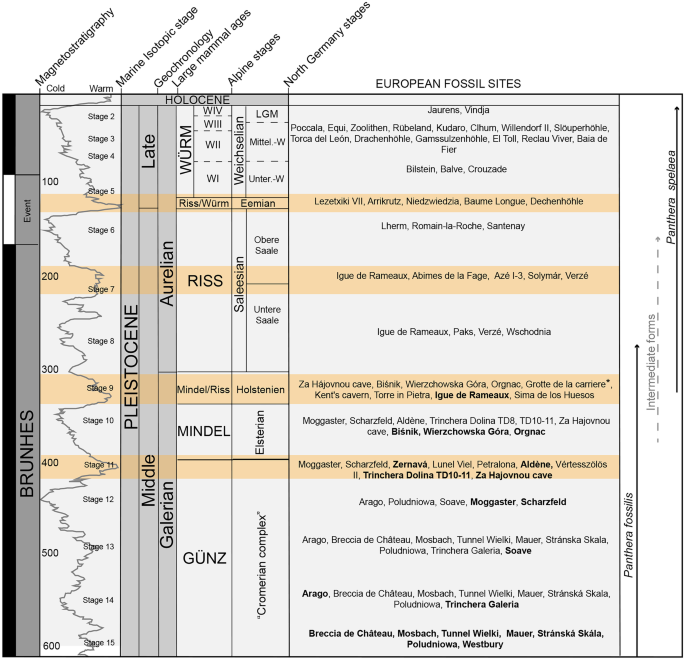 Geologic Times — Cave Lion