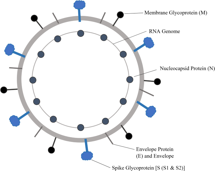 glutathione and covid 19 Role of Oxidative Stress on SARS-CoV (SARS) and SARS-CoV-2 (COVID-19)  Infection: A Review | The Protein Journal