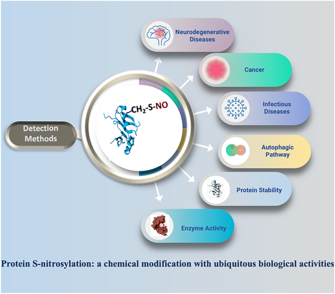 conversion of s-nitrosoglutathione into glutathione and nitrous oxide Full article: The role reductase (GSNOR) in human disease therapy Protein S-Nitrosylation: A Chemical Modification