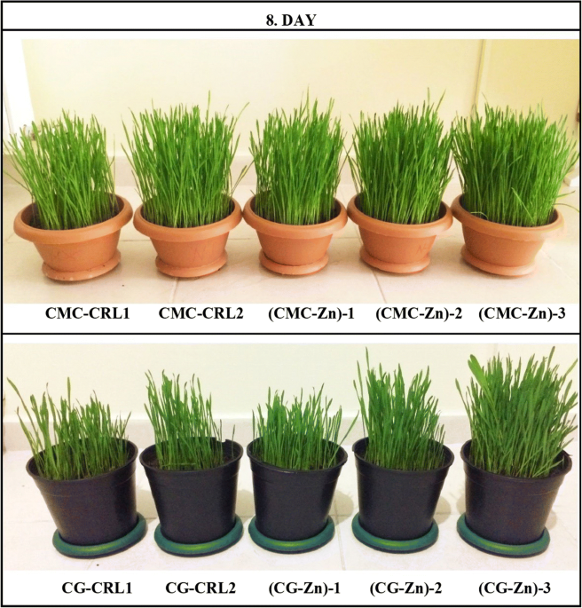 Super Easy Science: How to Grow Wheatgrass on Water Beads - Left