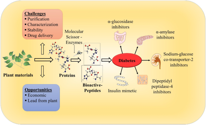 Plant-Derived Bioactive Peptides: A Treatment to Cure Diabetes |  International Journal of Peptide Research and Therapeutics