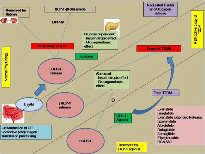 glp-1 medications ozempic GLP-1 drugs like Ozempic deliver huge weight loss but new research reveals a hidden catch glp-1 medications ozempic GLP-1 drugs like Ozempic deliver huge weight loss but new research reveals a hidden catch
