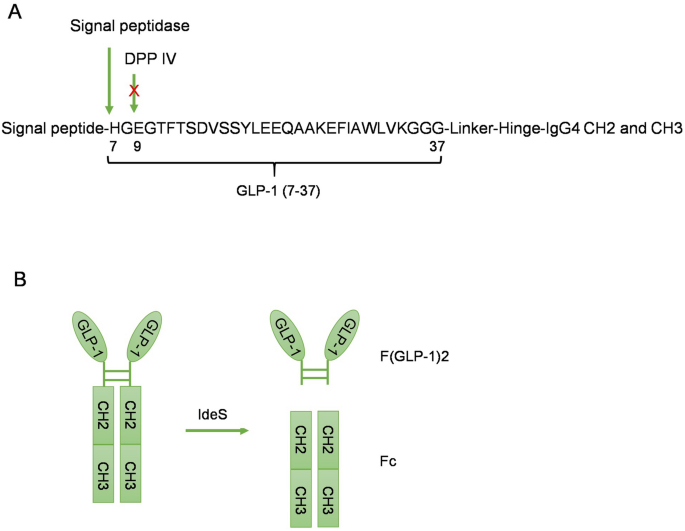 glp-1 and alzheimer's disease Advances in Clinical and Experimental Medicine