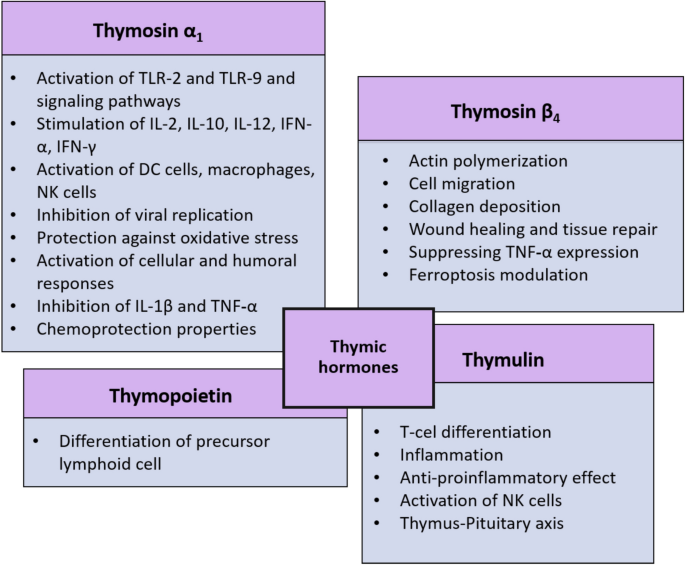 Review of Thymic Peptides and Hormones: From Their Properties to Clinical  Application | International Journal of Peptide Research and Therapeutics |  Springer Nature Link