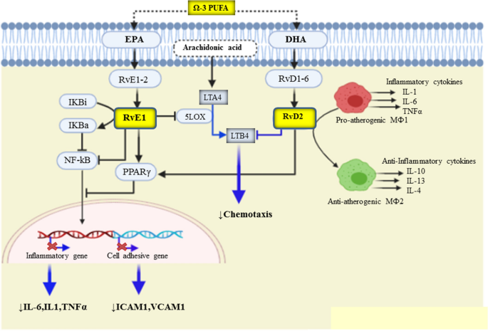 Omega-3 polyunsaturated fatty acids: anti-inflammatory and anti-hypertriglyceridemia  mechanisms in cardiovascular disease | Molecular and Cellular Biochemistry
