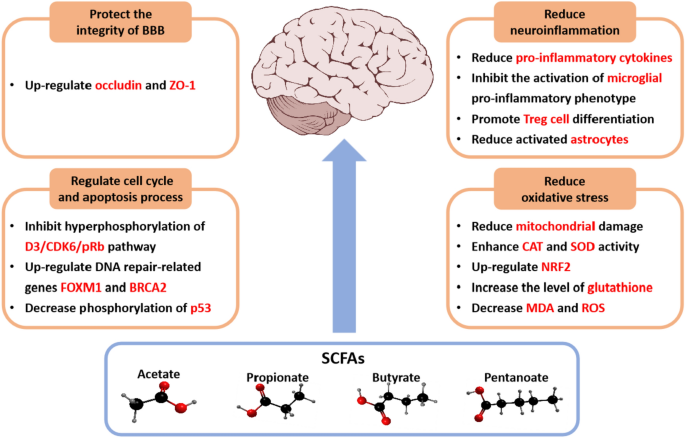 glutathione and l-citrulline Cytolline®