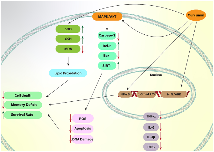 which is better vitamin e or glutathione On the Potential Role of the Antioxidant Couple Vitamin E/Selenium Taken by the Oral Route in Skin and Hair Health which is better vitamin e or glutathione On the Potential Role of the Antioxidant Couple Vitamin E/Selenium Taken by the Oral Route in Skin and Hair Health