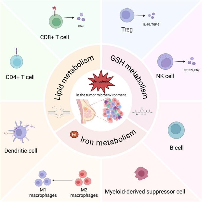 Ferroptosis in TNBC: interplay with tumor-infiltrating immune cells and therapeutic implications | Molecular and Cellular Biochemistry