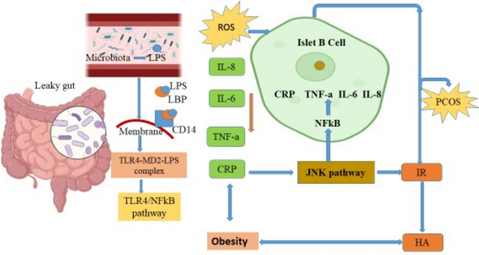 l carnitine makes me poop Journey through the gut-inflammation axis in polycystic ovary syndrome: the microbiota's role in shaping inflammatory pathways | Molecular and Cellular Biochemistry
