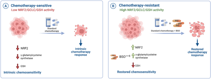 NRF2 signaling drives chemoresistance in NSCLC and glioblastoma - Molecular and Cellular Biochemistry