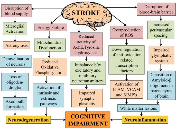 Cognitive impairments correlate with increased central nervous