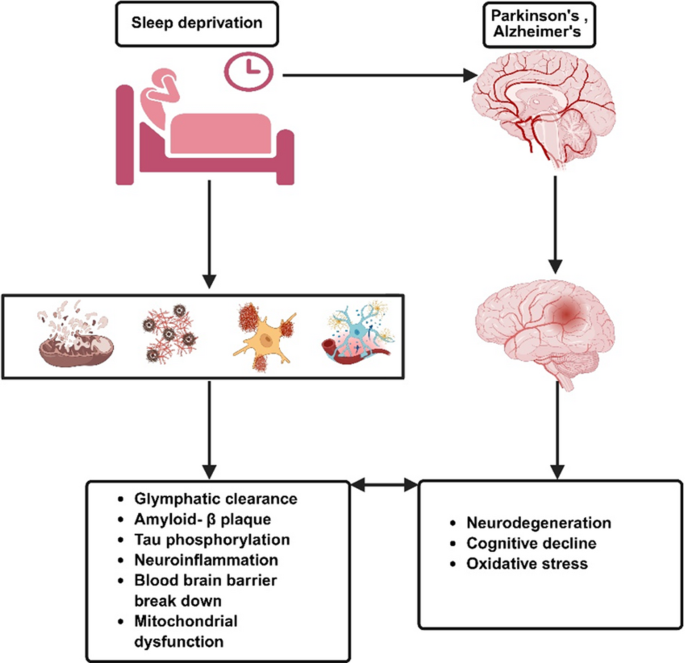 will glutathione break a fast Mitochondrial dysfunction in sleep deprivation | Metabolic Brain Disease