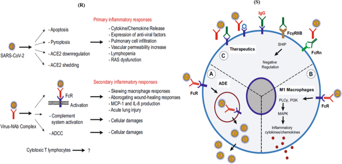 Understanding SARS-CoV-2-Mediated Inflammatory Responses: From Mechanisms  to Potential Therapeutic Tools