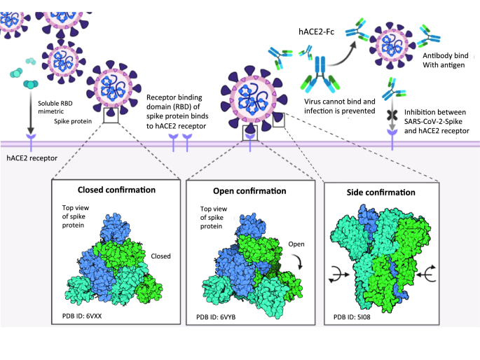 Monoclonal antibody designed for SARS-nCoV-2 spike protein of receptor  binding domain on antigenic targeted epitopes for inhibition to prevent  viral entry | Molecular Diversity