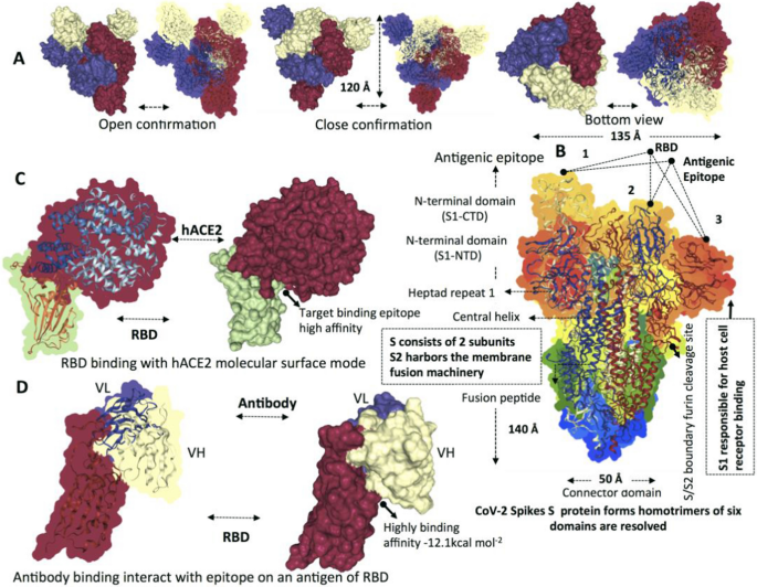 Cryo-EM reveals ligand binding in the SARS-CoV-2 spike protein and the  human CDK-activating kinase - Bitesize Bio