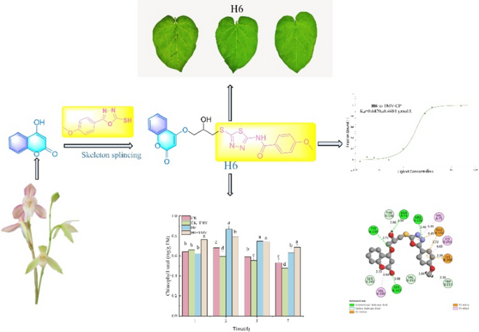 Coumarin derivatives containing the 1,3,4 oxadiazole/thiadiazole moiety  discovered as potential anti-tobacco mosaic virus agents | Molecular  Diversity