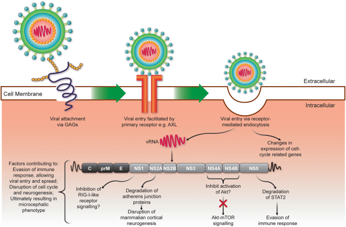 How Zika Virus Evades Antiviral Response of Cells