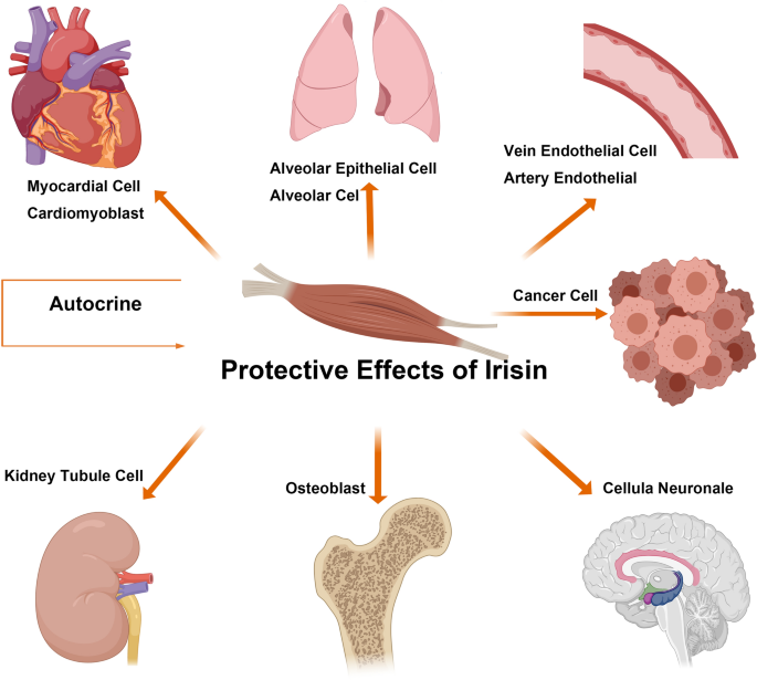 The role of Irisin in multiorgan protection