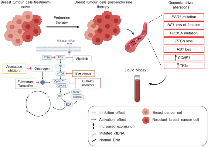 An emerging generation of endocrine therapies in breast cancer: a clinical  perspective