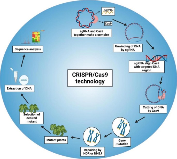 CRISPR/Cas9 is a powerful tool for precise genome editing of legume crops:  a review | Molecular Biology Reports | Springer Nature Link