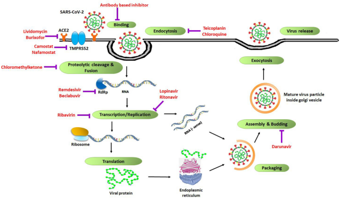 How SARS-CoV-2 hijacks human cells to evade i