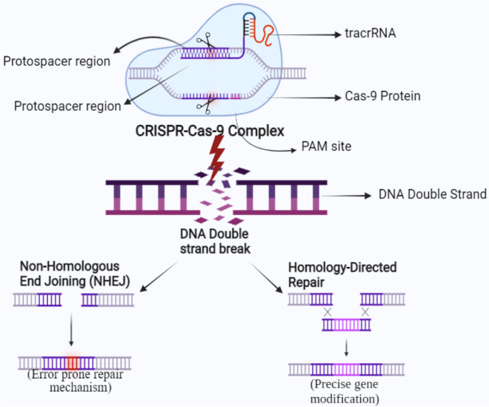CRISPR/Cas9 system: a reliable and facile genome editing tool in modern biology | Molecular Biology Reports