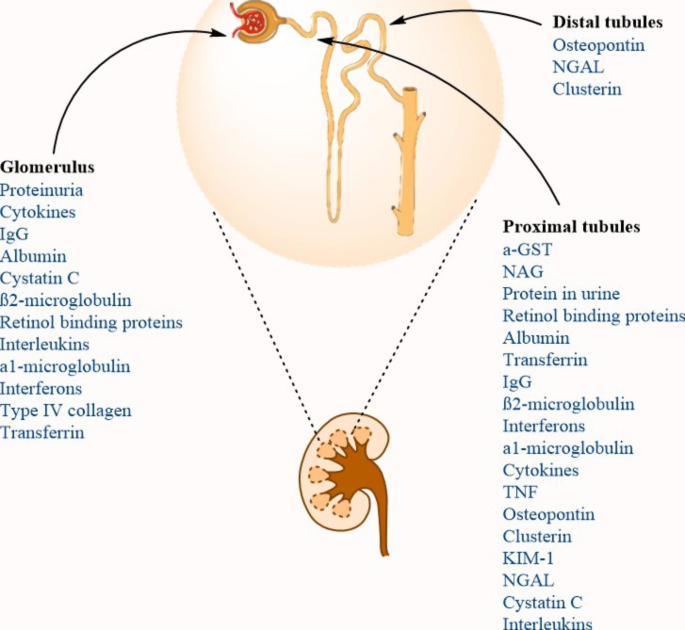 Drug induced nephrotoxicity- A mechanistic approach | Molecular Biology Reports