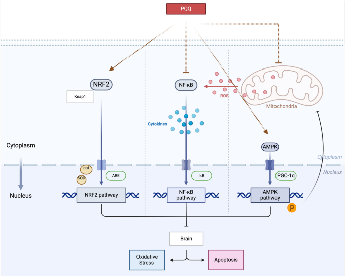 does pqq deplete glutathione Current study on Pyrroloquinoline quinone (PQQ) therapeutic role in  neurodegenerative diseases | Molecular Biology Reports