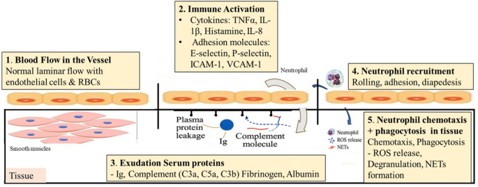 Insights on inflammatory pathways and their cross-talk: a comprehensive review on asthma | Molecular Biology Reports