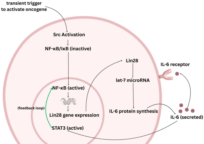 Modulation of NF-κB pathway in cancer therapy by sodium butyrate and Isoproterenol | Molecular Biology Reports