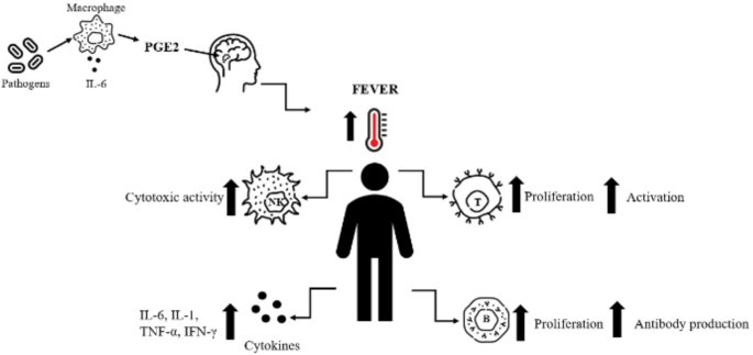can glutathione cause fever Understanding High Fever in Adults: A Complete Guide main image 1