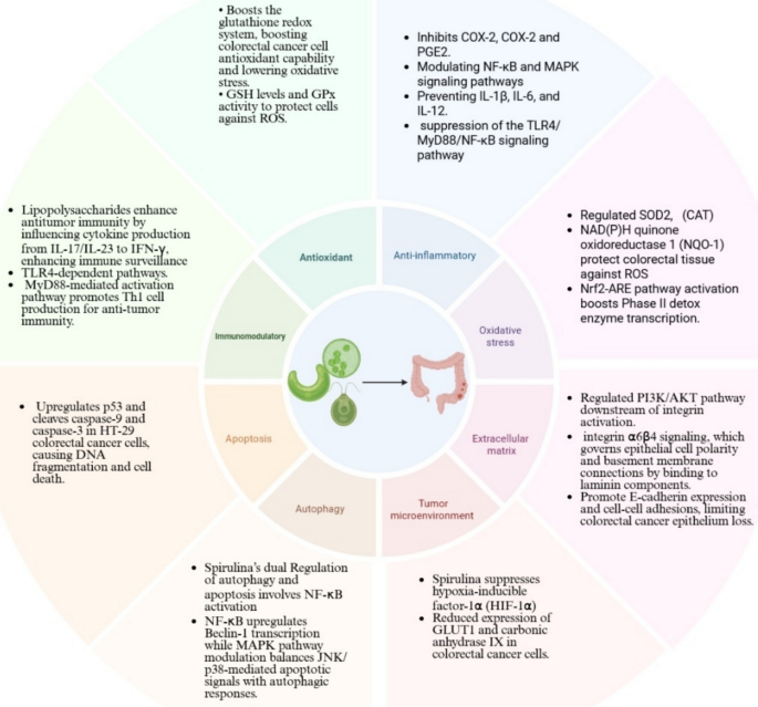 does spirulina contain glutathione Spirulina and exercise: a two-pronged approach to mitigating oxidative  stress in colorectal cancer | Molecular Biology Reports