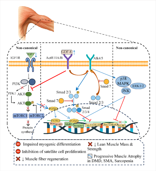 Myostatin inhibitors in sarcopenia treatment: A comprehensive review of  mechanisms, efficacy and future directions | Molecular Biology Reports