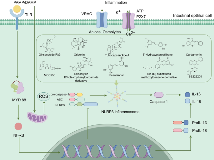 kb glutathione intake A Targeted Metabolomic Assessment of Oral Bioavailability and Safety in Humans: A Randomized Crossover Clinical Trial Glutathione in Skin Aging and