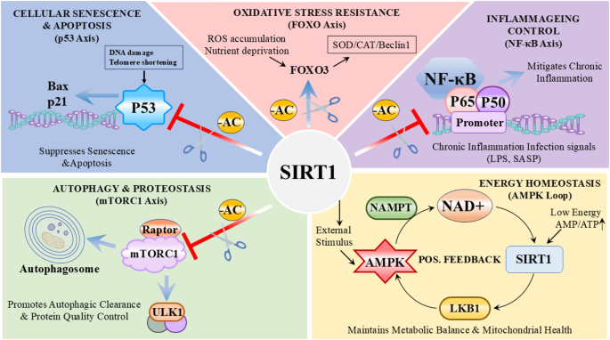 Molecular mechanisms of SIRT1 in regulating ageing and related intervention strategies | Molecular Biology Reports