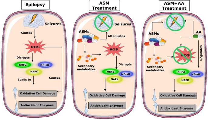 l carnitine suggested dosage The Role of L-Carnitine in Distance Athletes