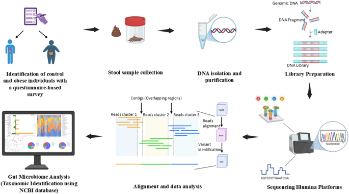 Comparative gut microbiota profiling of obese and normal-weight indian adults using 16S rRNA sequencing - Molecular Biology Reports