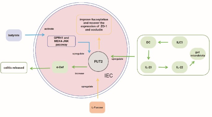 FUT2-mediated α1,2-fucosylation in inflammatory bowel disease: mechanisms and translational potential