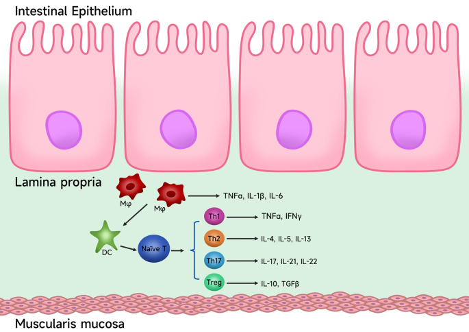 The regulatory role of post-translational modifications in the pathogenesis of ulcerative colitis
