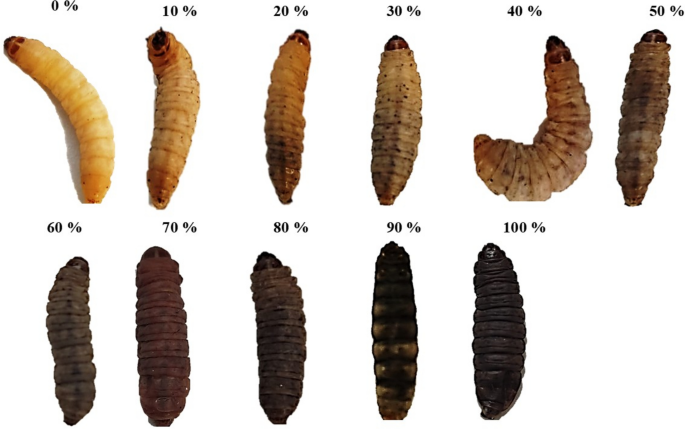 Infection by Different Clades of Candidozyma auris in a Galleria mellonella Model: Determining Virulence Levels