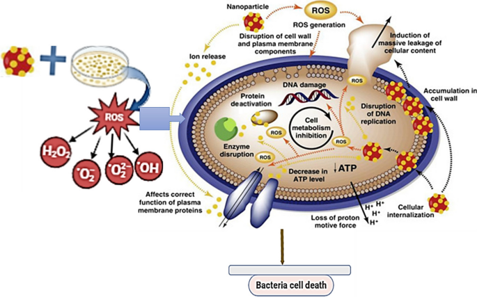 Combating Antimicrobial Resistance and Protecting the Miracle of Modern  Medicine