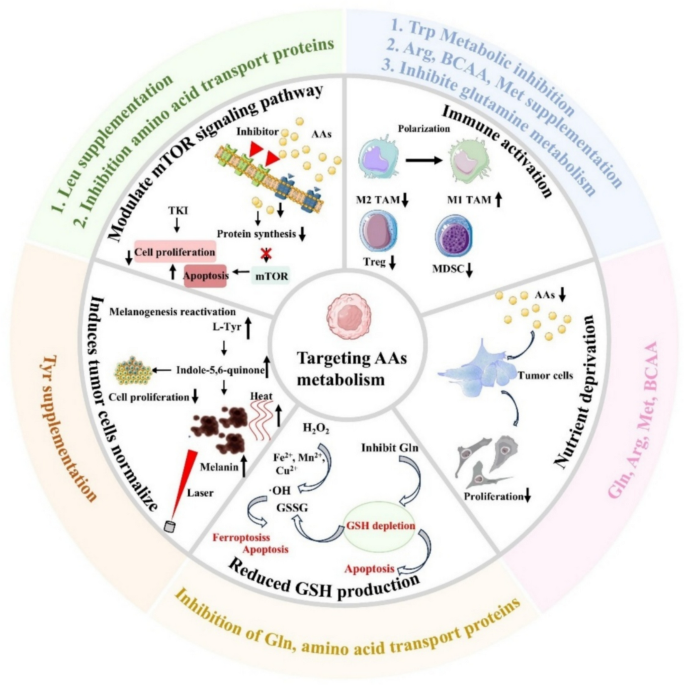 Recent advances in nanomedicine targeting amino acid metabolism for anti-tumor therapy | Journal of Nanoparticle Research