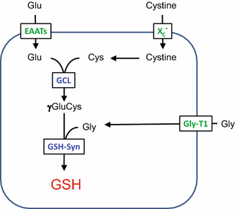 glutathione cell culture concentration Role of glutathione on cell adhesion and volume